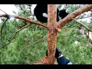 vСамое милое видео за сегодня: cпасатели сняли котика с верхушки сосны в Ленобласти