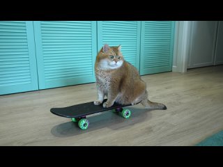 Кот на скейтборде