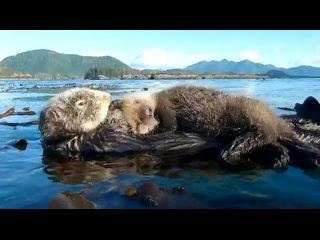 Малыш морской выдры спит на животе своей мамы.