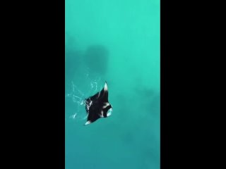 Видео от Дикие Мальдивы - Wild Maldives