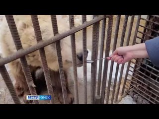 В Большереченском зоопарке уже четверо бурых медведей вышли из спячки