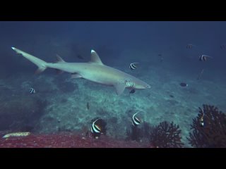 Whitetip Reef Shark on Stonehenge | Diving in the Similans, Thailand