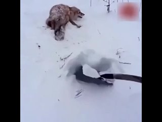 Спас лису