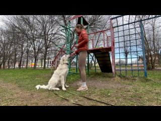 Видео от Пёс маминой подруги | Дрессировка собак г. Тверь
