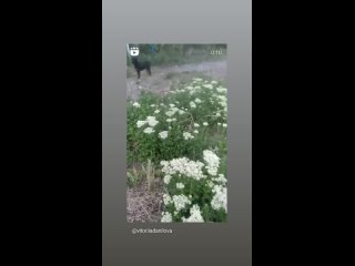 Видео от Виктории Дaниловой