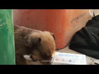 Самая трогательная история: Заброшенный щенок в мусорном баке