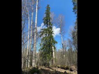 Видео от Бывший финский хутор в Каменногорске