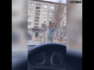Суровый дагестанский кот