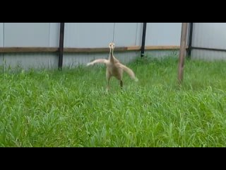 Птенец японского журавля Ситара, видео Татьяны Кожановой