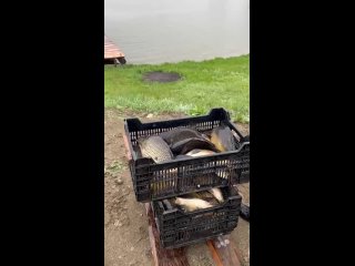 Видео от Платная рыбалка в Саратове