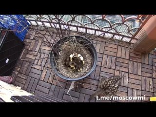 Дикая утка свила себе гнездо и вывела птенцов на балконе одного из ЖК: птица построила новый домик прямо в цветочном... (видео)