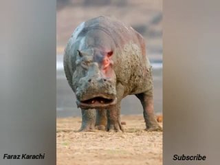 Lion Attack 🦁 V’s Hippo Fight