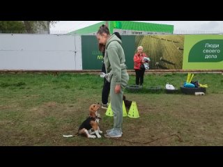 Видео от Школа дрессировки собак DOG DREAM / Площадка