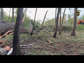 Exploze v Dubňanech: Hasiči museli odstřelit mohutný strom. Výjimečný postup uzavřel silnici na více než pět hodin