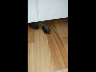Кот под дверью лежит и наблюдает.