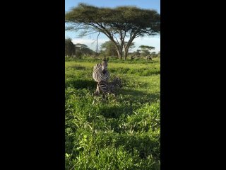 Первые шаги жеребенка зебры. Танзания, февраль 2024 г.