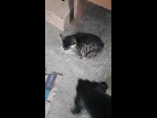 Video by Приют для животных у Айзы Абхазия кошки собаки
