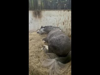 Видео от Спортивная команда Imperial_horses_moscow
