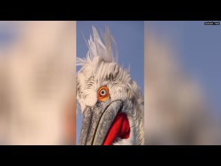 Кудрявый пеликан, занесен в красную книгу  милые животные