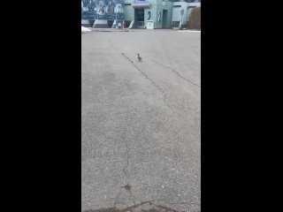 Уточка решила прогуляться по территории Казанской ярмарки (видео)