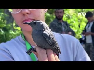 Кубинские биологи наблюдают за птицами, летящими из Северной Америки.