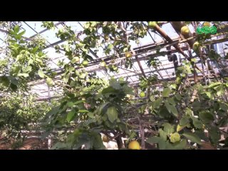 Размером с голову: в Уфе вырастили самый крупный лимон в России
