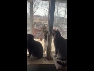 Видео от Поморский котодом Мяутка