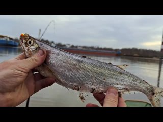 Видео от Рыбалка и Охота с Roman Boldov