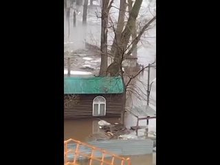 Собаки на пляже «Волна» в Оренбурге в безопасности! Однако из-за паводка им ищут передержку