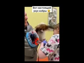Vido de Точка Старта. Дрессировка собак в Красноярске.
