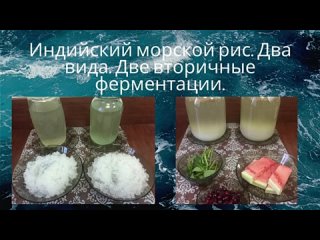 -Индийский морской рис.  Два вида.  Две вторичные ферментации..mp4