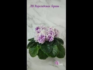 Фиалки vi-violets (сорт АВ-Королевская Герань)