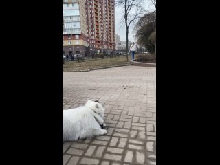 Video by Дрессировка и воспитание собак Ангелина Саушкина