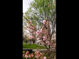 😁 Настроение - Гулять и снимать цветочки🌸 Аномально-теплая весна в Симферополе
