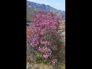 В Горном Алтае только-только начинается феерическое цветение легендарного маральника! 🌸💗
