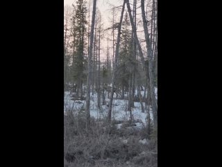 Проезжая по федеральной трассе “Колыма“, заметили оленя, стоящего в лесной чаще. Видео: Евгений Кривошапкин. @sevzarya