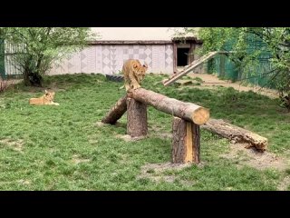 Подрастают трое львят в белгородском зоопарке