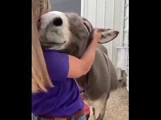 Самый счастливый ослик в мире