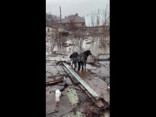 В Орске продолжают спасать всех подтопленцев. 🤗