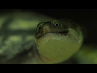 Почему у змеиношейной черепахи такое напряжённое выражение лица Всё дело в механизмах дыхания!