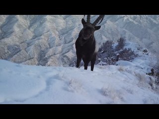 Очаровательный, задумчивый и неспешно прогуливающийся на свежем воздухе горный козел попал в фотоловушку Саяно-Шушенского запове