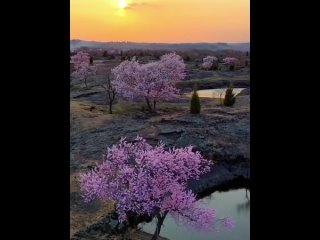Большая площадь абрикосовых лесов зацветут на вулканическом плато возле озера Цзинбоху в городе Муданьцзяне!