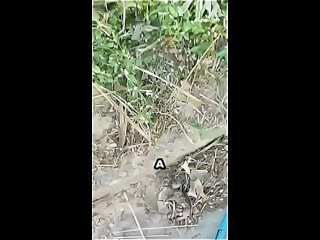 Лесничий спас малыша черной пантеры