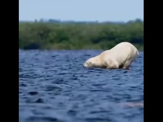 Белый медведь нападает на белуху, которая не уступает ему в размерах