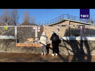 Одни считают, что диким животным в неволе плохо, другие — что вполне приемлемо или даже хорошо. Животные в... (видео)