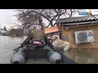 В Кургане волонтёры спасают животных, брошенных хозяевами в затопленных домах