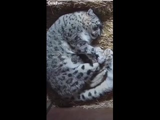 Kittens Snow Leopards