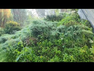 Видео от Питомник декоративных растений “У Василия“