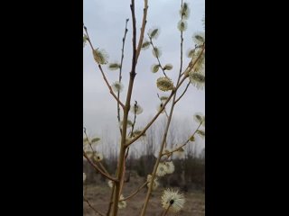 Видео от Знамя труда. Новости Киясово