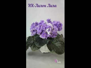 Фиалки vi-violets (сорт НК-Лилон Лила)